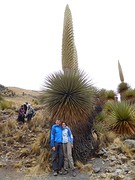 5. Puya Raimondi