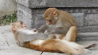 Monkey Business