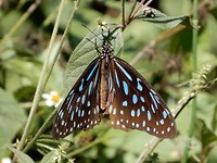 06. Blue Tiger Butterfly