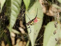 07. Silk Insect Spider