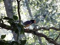 04. Red Billed Blue Magpie