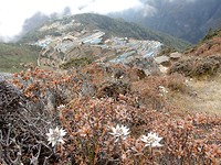 08 Edelweiss