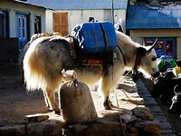 10 Yak in licht