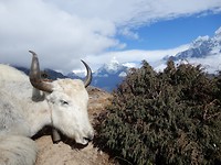 20 Yak