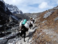 15 Yak