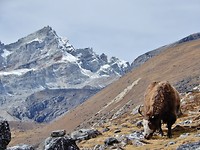 18 Yak