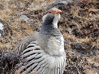20 Schneeuwhoen