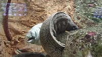 Zeeaquarium in Bergen aan Zee 1