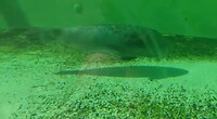 Zeeaquarium in Bergen aan Zee 3