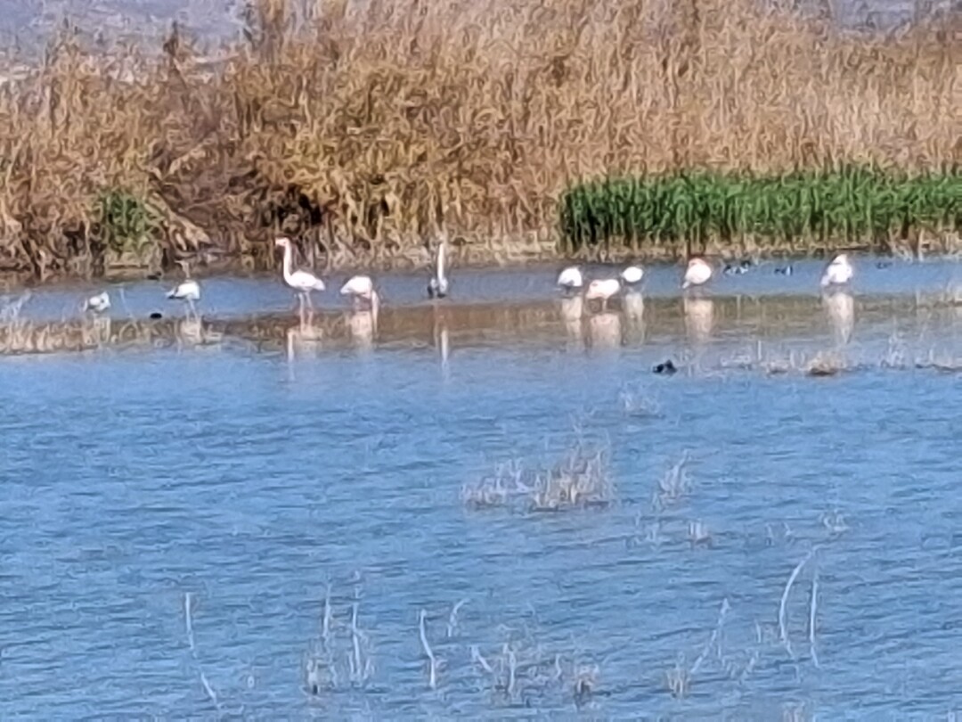 Flamingo's