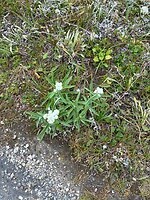 IMG_8603