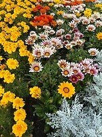 IMG_8702