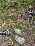 IMG_8852