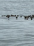 IMG_8887