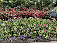 IMG_8943