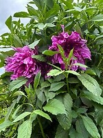 IMG_8960