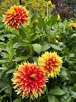 IMG_8962