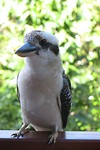 Kookaburra