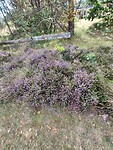 Ook hier bloeit de heide