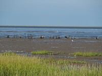 Wadden gebied eb 5