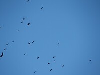 Zwerm kraaien boven de haven
