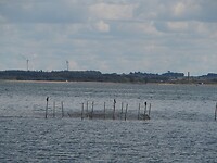 Mosselbank Sillerslev Havn