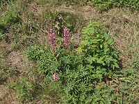 Wilde lupine Sillerslev Havn