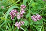 Bloeiende oregano