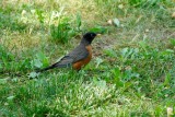 American Robin