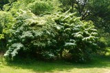 Prachtige Dogwood  (kornoelje)