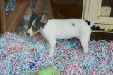 How much is that doggie in the window? - vlekje junior