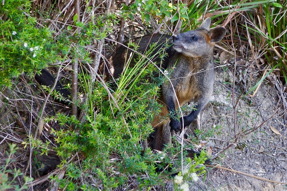 Zwarte wallaby, nog deels verstopt achter het struikje waar hij van eet