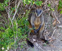Zwarte wallaby 2