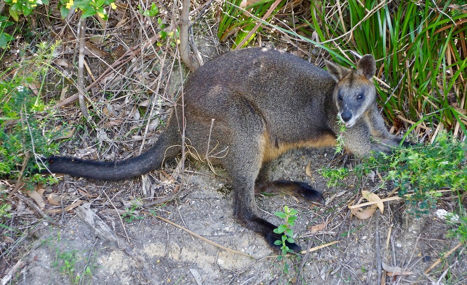 Zwarte wallaby 3