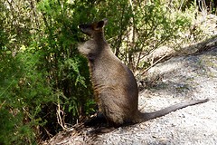 Zwarte wallaby 4
