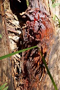 De gum trees overleven een brand meestal wel, maar de schade blijft lang zichtbaar