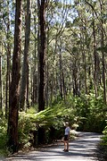 Hoge eucalyptusbomen en een dichte bodembegroeiing op de hogere hellingen