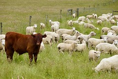 De schapen en de stier waren wel wat wantrouwig