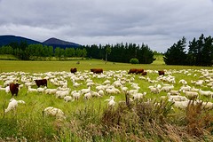 Veel veeteelt in een prachtig groene omgeving met de eerste bergen in beeld (2))