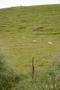 De andere kant op een steile kale heuvel waar de schapen flink wat meer ruimte hadden