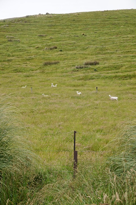 De andere kant op een steile kale heuvel waar de schapen flink wat meer ruimte hadden