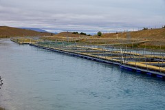 Vlak voor het einde van het kanaal zat een zalmkwekerij (Mt. Cook Alpine Salmon) - superkwaliteit!