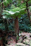 Ook hier bij Matai Falls varenbomen