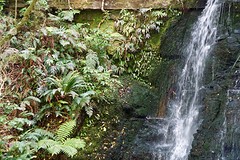 Allemaal verschillende varens langs Horseshoe Falls