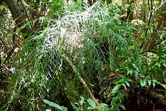 Asplenium flaccidum - Drooping spleenwort - Streepvaren