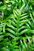 Microsorum pustulatum - Kangaroo Fern / Hound's Tongue - Kangoeroevaren