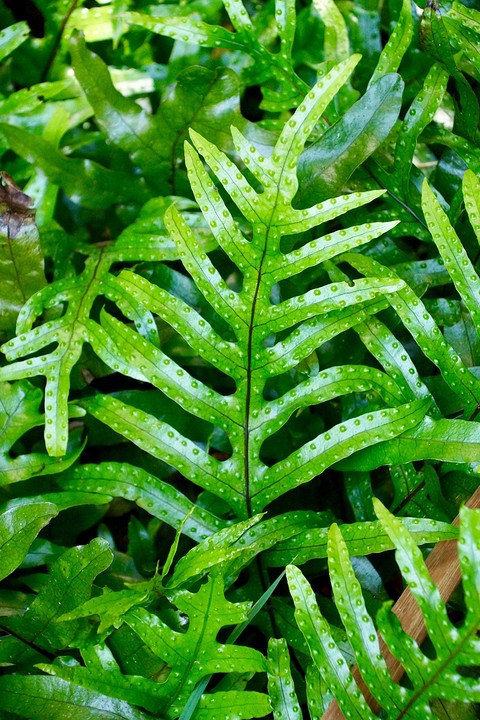 Microsorum pustulatum - Kangaroo Fern / Hound's Tongue - Kangoeroevaren