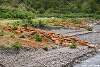 Rode korstmossen op de kribben in de Cook River (2)