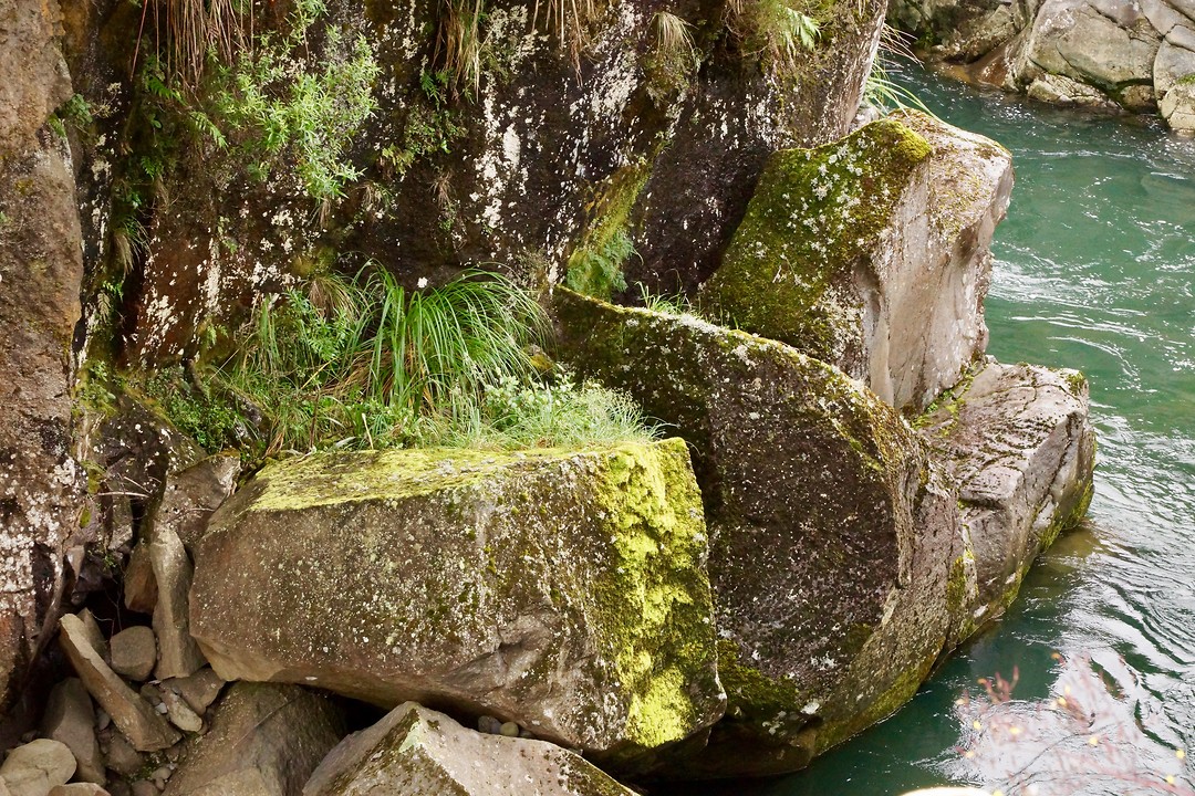 Zeer gevarieerde begroeiing op de vochtige rotsen vlak boven het water