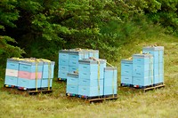 Veel bijenkasten, honing is hier erg populair